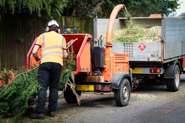 Trusted Fayetteville, PA Tree Removal Experts